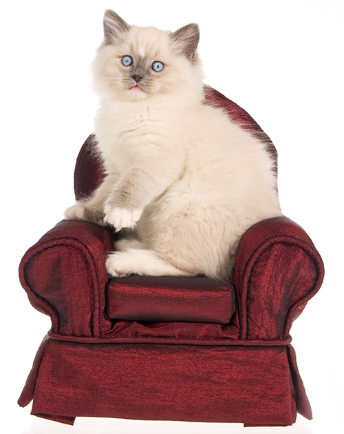 Kitten rsofa