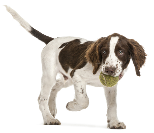 Pup tennisbalS