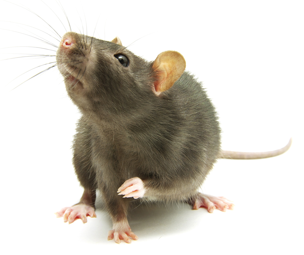 Rat bruinS