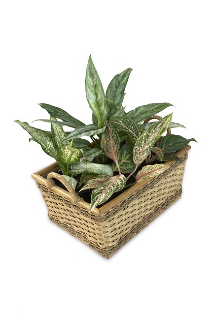aglaonema 482915 640