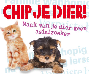 chipjedier