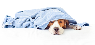 hond doekb
