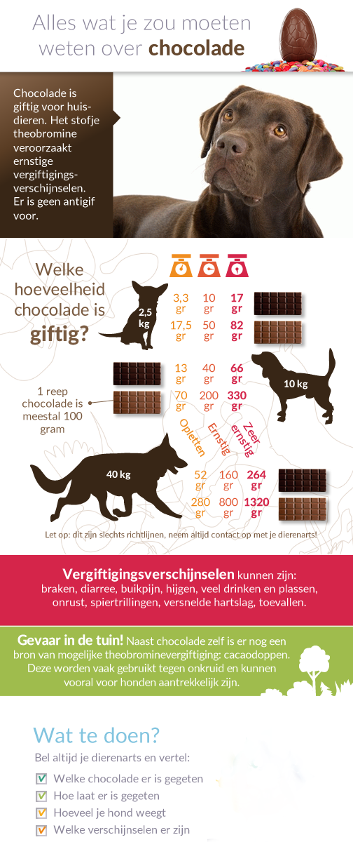 infographic chocolade