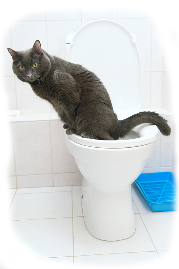 kat toilet