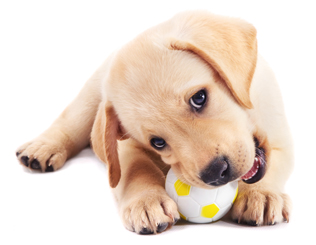 puppybalb