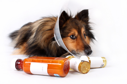 sheltiespoedWcjpg