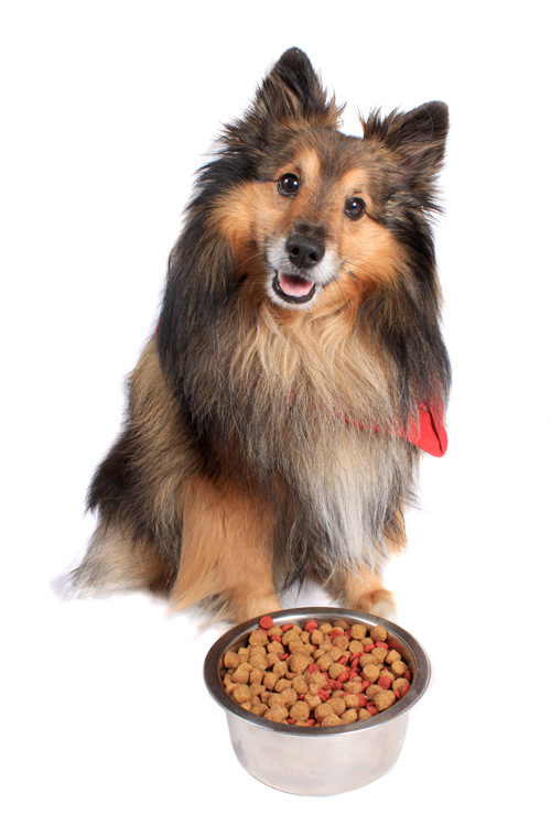 sheltie food