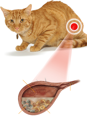 urinary cat bladder